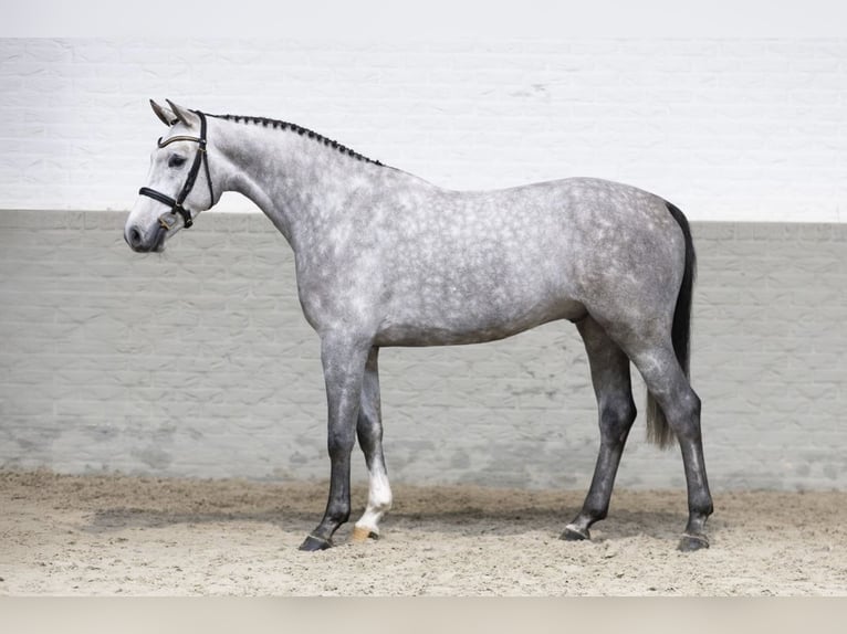 KWPN Gelding 5 years 16,1 hh Gray in El Molar