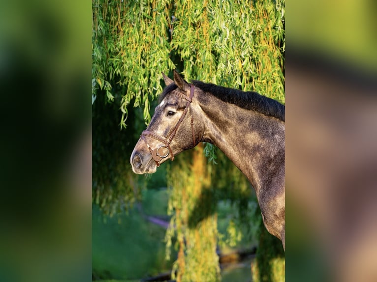 KWPN Gelding 5 years 16.1 hh Grey-Dark-Tan in Stadskanaal
