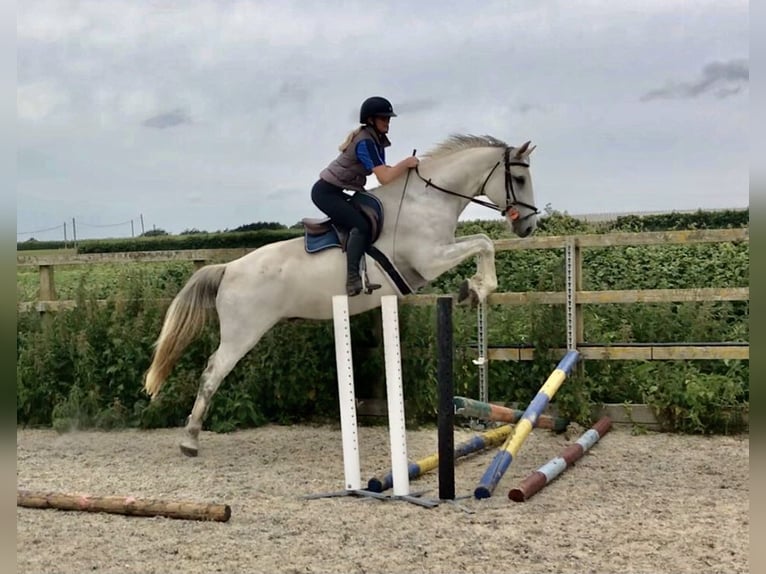 KWPN Gelding 5 years 16,1 hh Grey in Canterbury
