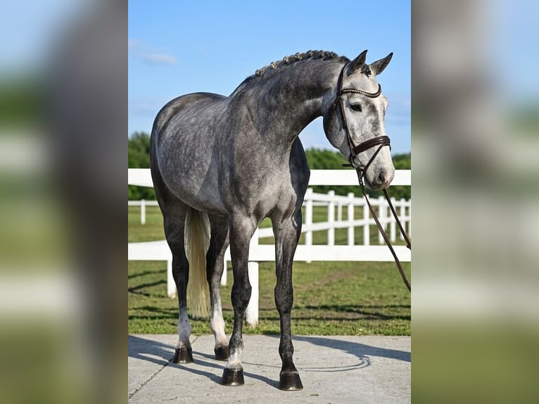 KWPN Gelding 5 years 16.1 hh Grey in Békésszentandrás