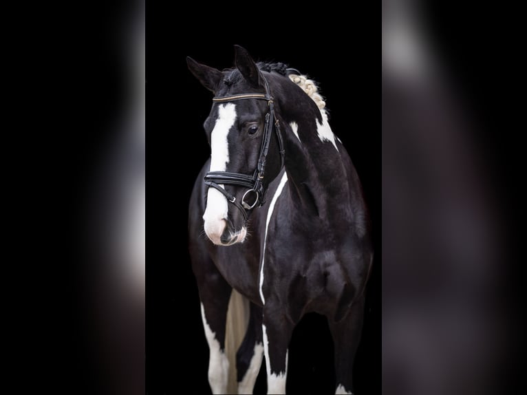 KWPN Gelding 5 years 16,1 hh Pinto in Aachen