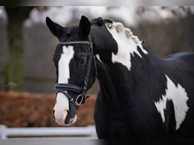 KWPN Gelding 5 years 16,1 hh Pinto in Aachen