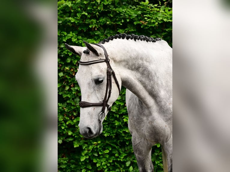 KWPN Gelding 5 years 16.1 hh  in Bladel