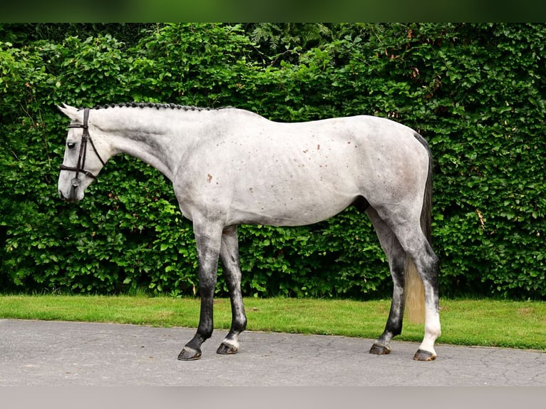 KWPN Gelding 5 years 16.1 hh  in Bladel