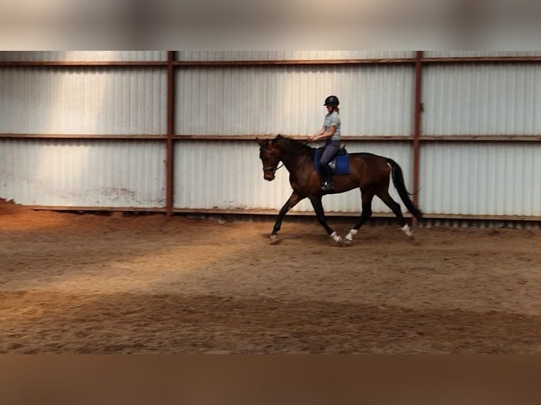 KWPN Gelding 5 years 16,1 hh Smoky-Black in Diepenveen