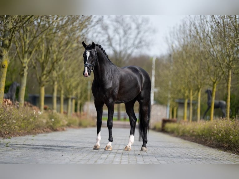 KWPN Gelding 5 years 16,1 hh Smoky-Black in &#39;S Gravenwezel