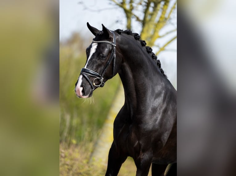 KWPN Gelding 5 years 16,1 hh Smoky-Black in &#39;S Gravenwezel