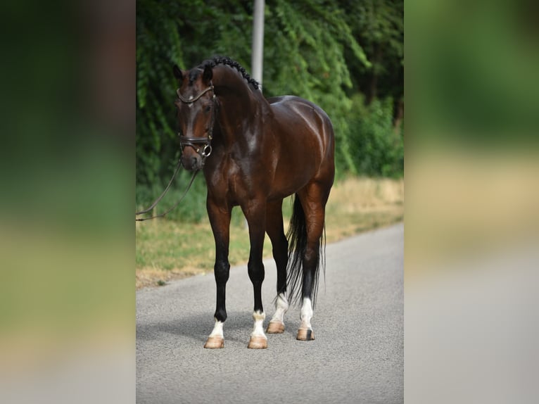 KWPN Gelding 5 years 16.2 hh Bay-Dark in Neumarkt an der Raab