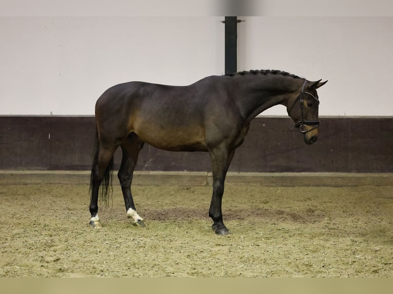 KWPN Gelding 5 years 16.2 hh Bay-Dark in Zuid-Beijerland