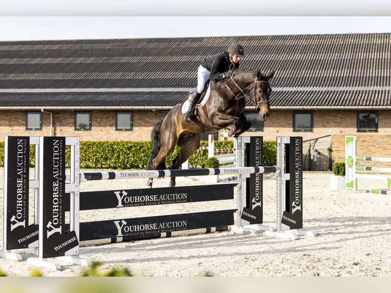 KWPN Gelding 5 years 16.2 hh Bay-Dark in Waddinxveen