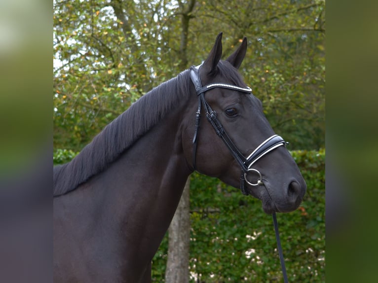 KWPN Gelding 5 years 16,2 hh Black in Diever