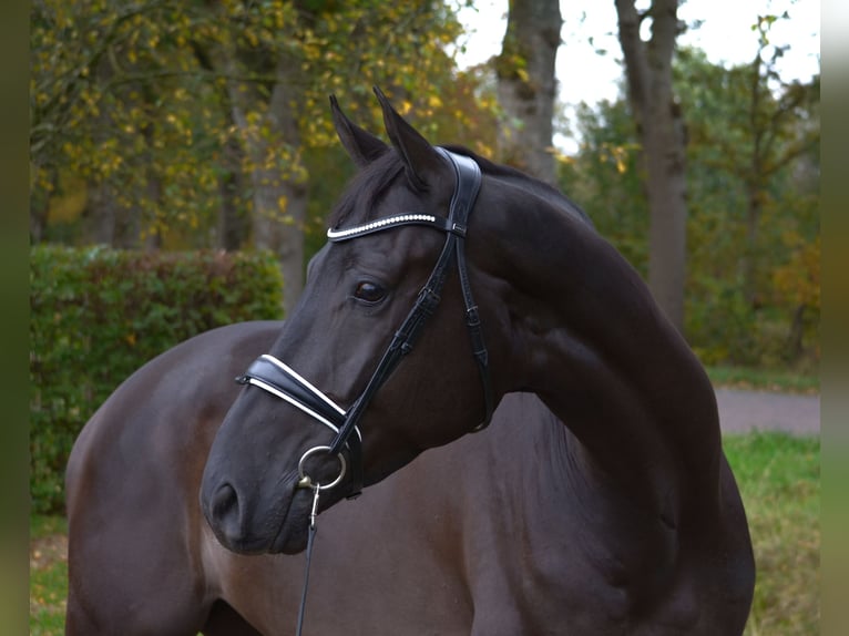 KWPN Gelding 5 years 16,2 hh Black in Diever