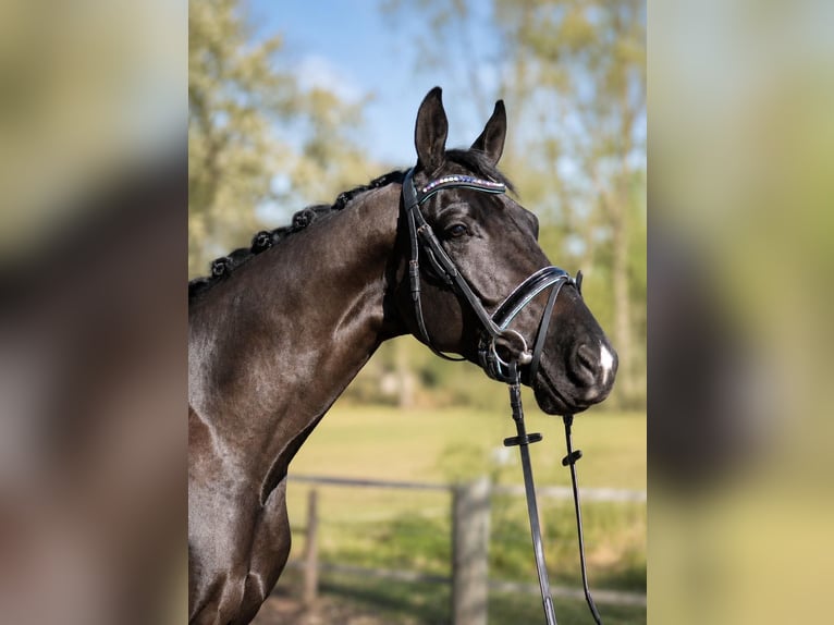 KWPN Gelding 5 years 16.2 hh Black in Fürstenau