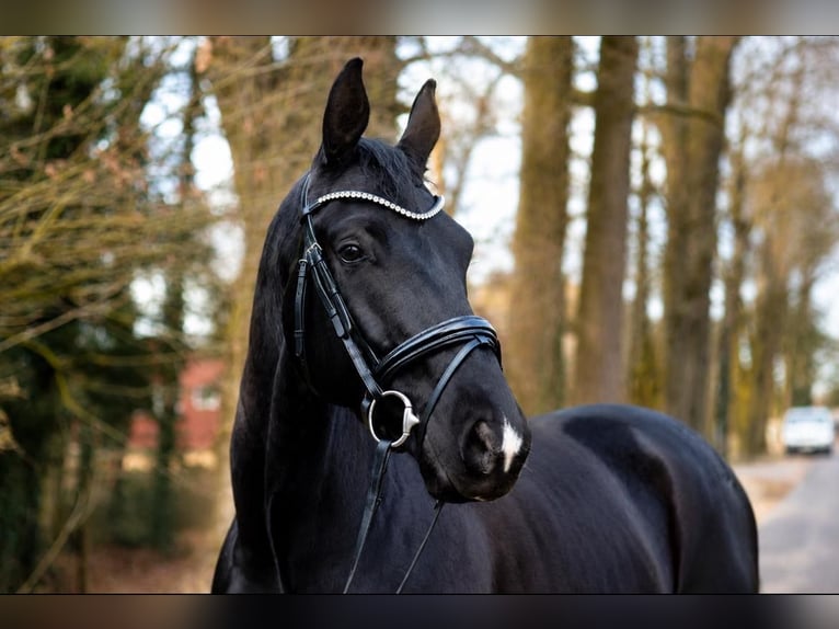 KWPN Gelding 5 years 16.2 hh Black in Fürstenau