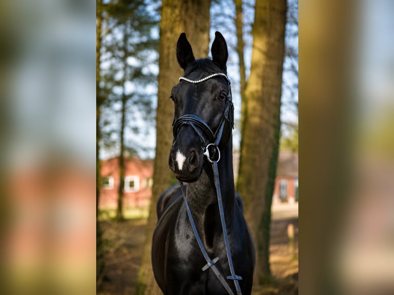 KWPN Gelding 5 years 16.2 hh Black in Fürstenau