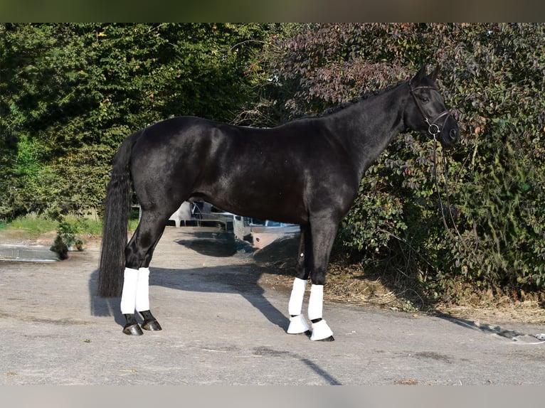 KWPN Gelding 5 years 16.2 hh Black in Geilenkirchen