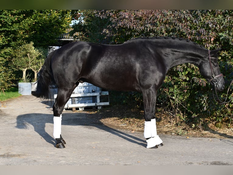 KWPN Gelding 5 years 16.2 hh Black in Geilenkirchen