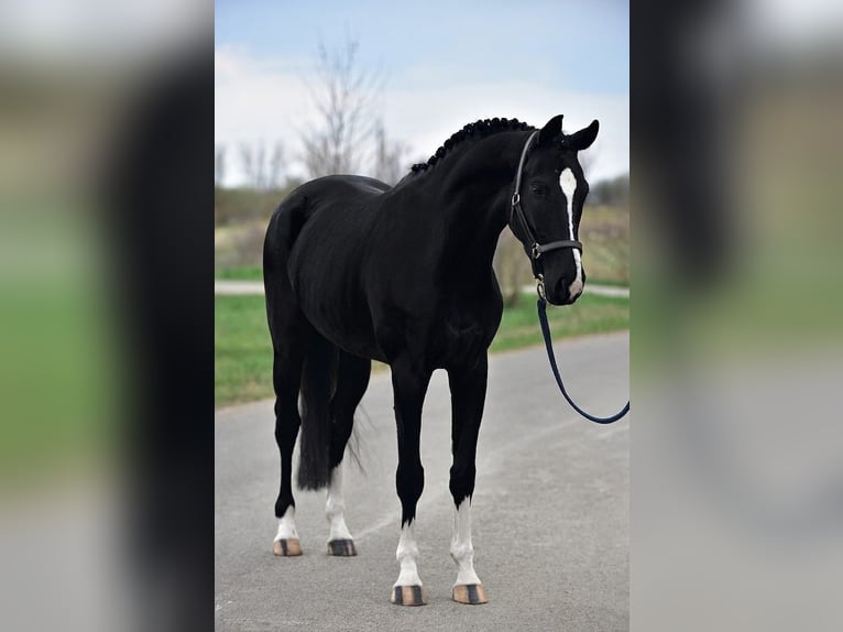 KWPN Gelding 5 years 16.2 hh Black in Kecskemét