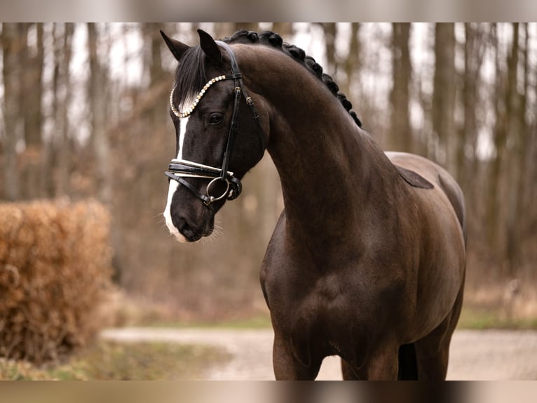 KWPN Gelding 5 years 16.2 hh Black in Wehringen