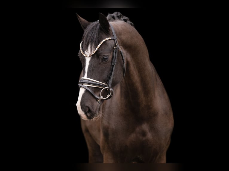 KWPN Gelding 5 years 16.2 hh Black in Wehringen