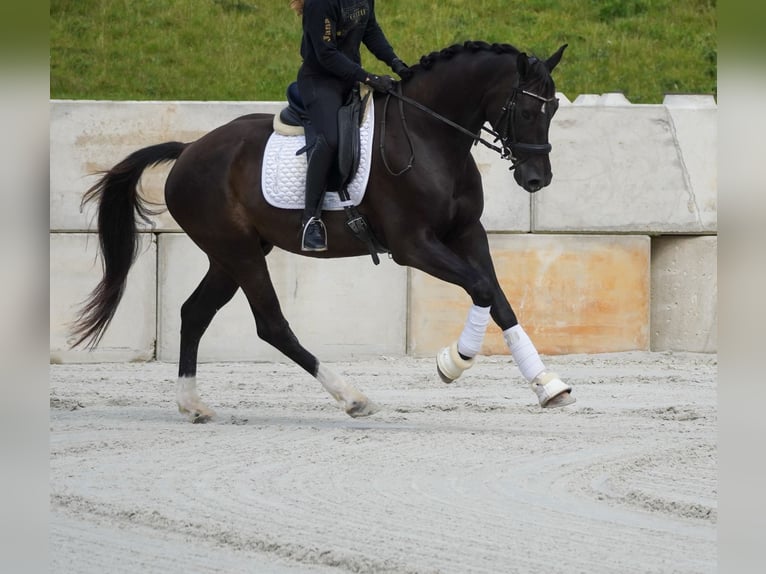 KWPN Gelding 5 years 16,2 hh Black in Nettersheim