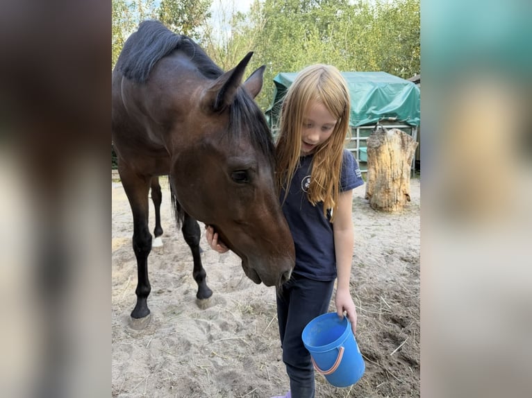 KWPN Gelding 5 years 16.2 hh Brown in Neu-Isenburg