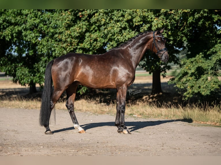KWPN Gelding 5 years 16.2 hh Brown in Peer
