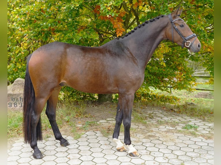 KWPN Gelding 5 years 16.2 hh Brown in Jesteburg