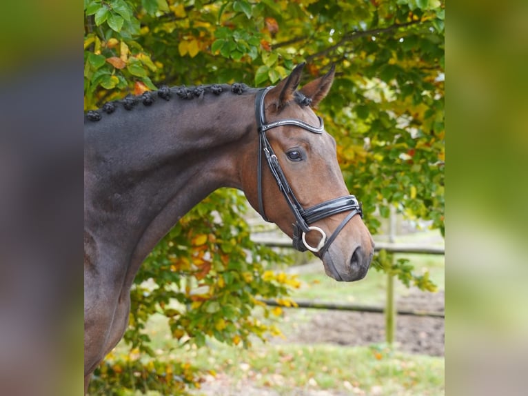 KWPN Gelding 5 years 16.2 hh Brown in Jesteburg