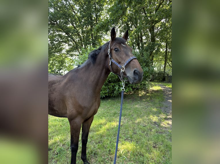 KWPN Gelding 5 years 16.2 hh Brown in Leunen