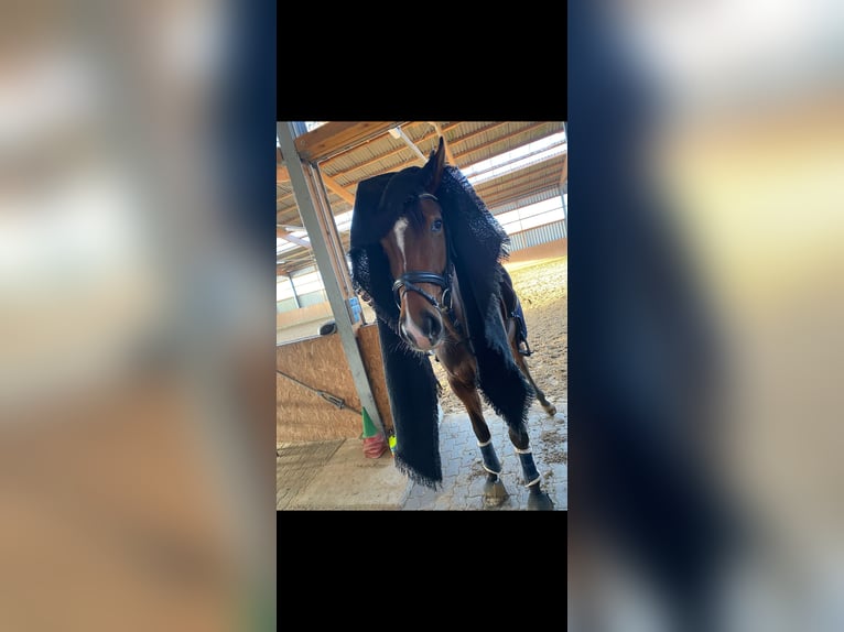 KWPN Gelding 5 years 16,2 hh Brown in Marl