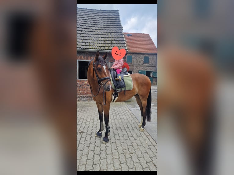 KWPN Gelding 5 years 16,2 hh Brown in Marl