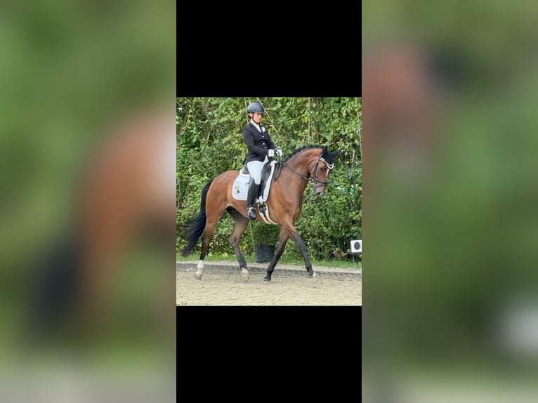 KWPN Gelding 5 years 16,2 hh Brown in Marl