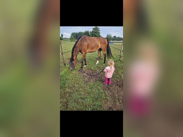 KWPN Gelding 5 years 16,2 hh Brown in Marl