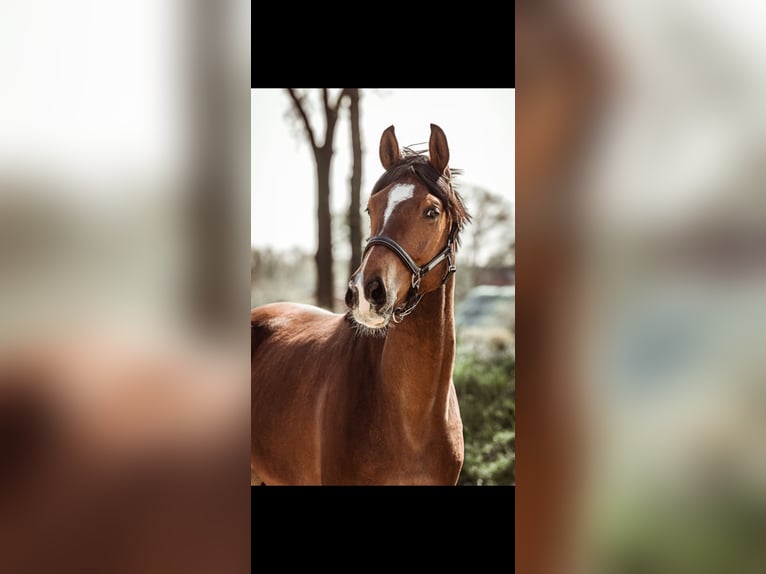 KWPN Gelding 5 years 16,2 hh Brown in Marl