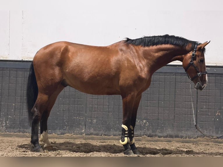 KWPN Gelding 5 years 16.2 hh Brown in Someren