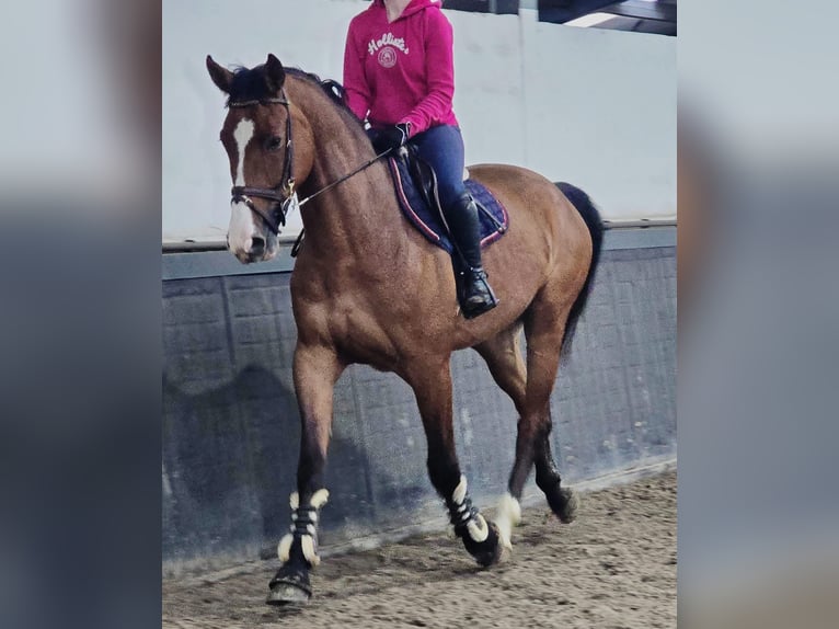 KWPN Gelding 5 years 16.2 hh Brown in Someren