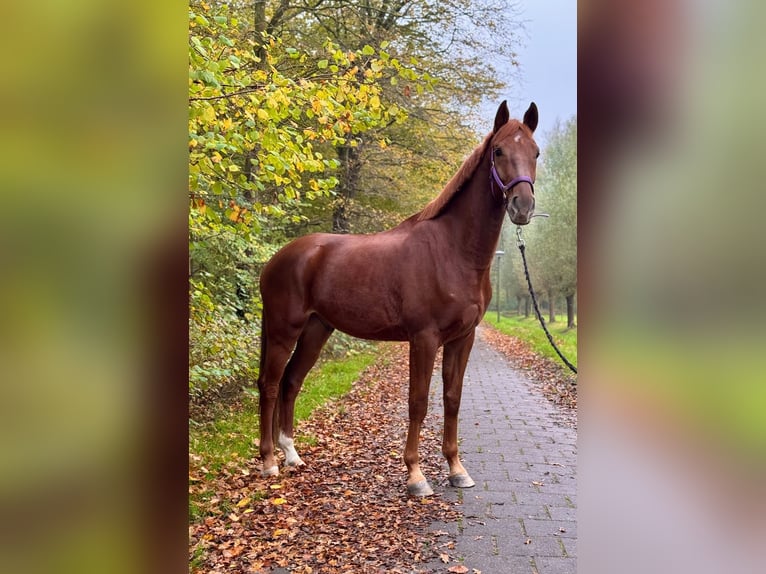 KWPN Gelding 5 years 16,2 hh Chestnut in Bocholt