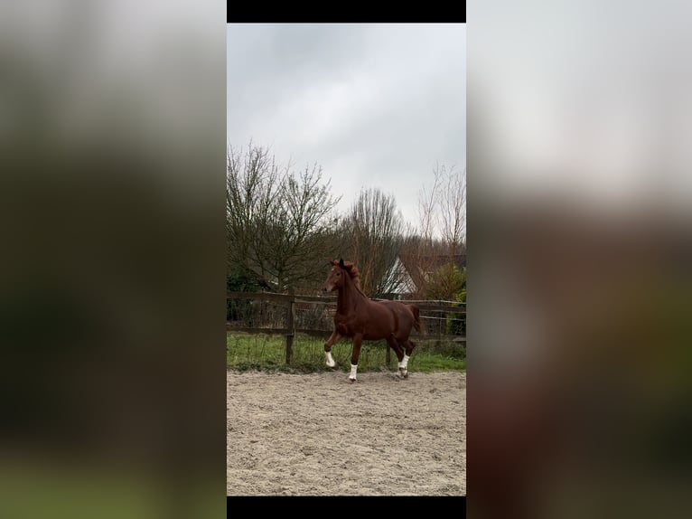 KWPN Gelding 5 years 16,2 hh Chestnut-Red in Bocholt