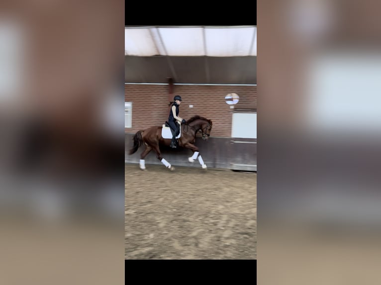 KWPN Gelding 5 years 16,2 hh Chestnut-Red in Erp