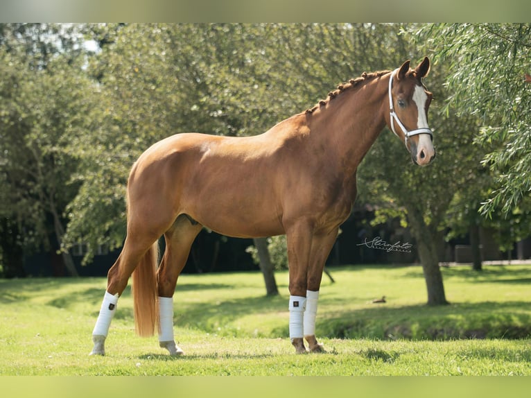 KWPN Gelding 5 years 16,2 hh Chestnut-Red in Lelystad