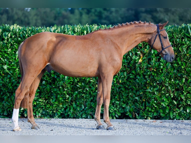 KWPN Gelding 5 years 16,2 hh Chestnut-Red in Kinrooi