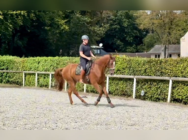 KWPN Gelding 5 years 16,2 hh Chestnut-Red in Neustadt (Wied)