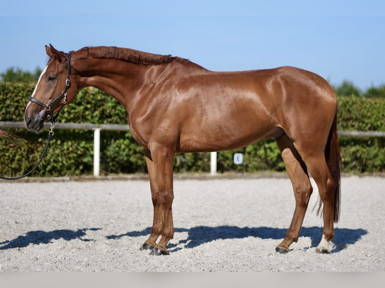 KWPN Gelding 5 years 16,2 hh Chestnut-Red in Neustadt (Wied)