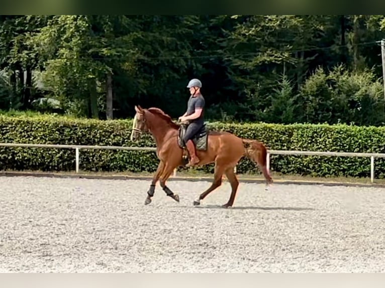 KWPN Gelding 5 years 16,2 hh Chestnut-Red in Neustadt (Wied)