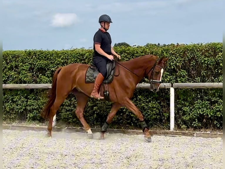 KWPN Gelding 5 years 16,2 hh Chestnut-Red in Neustadt (Wied)