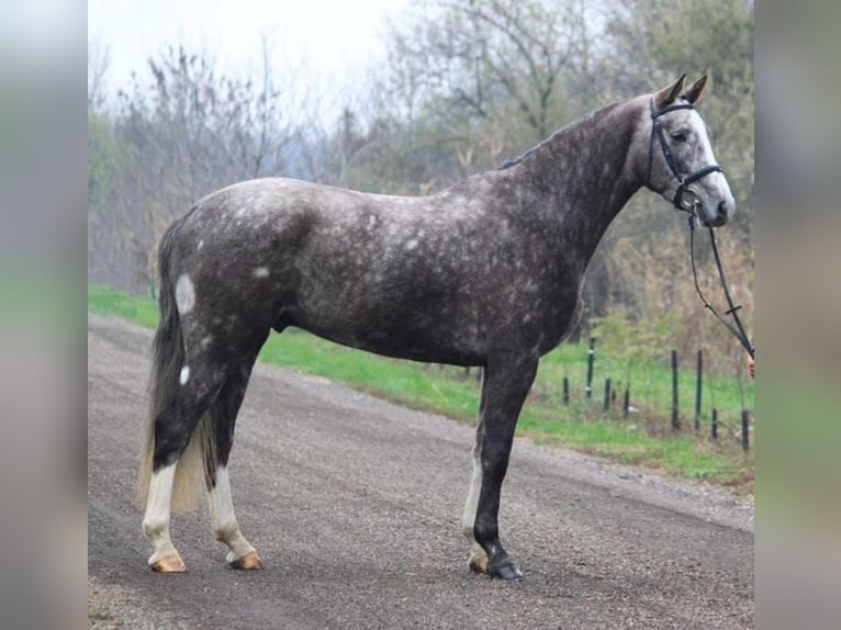 KWPN Gelding 5 years 16,2 hh Gray-Dapple in Vahlde