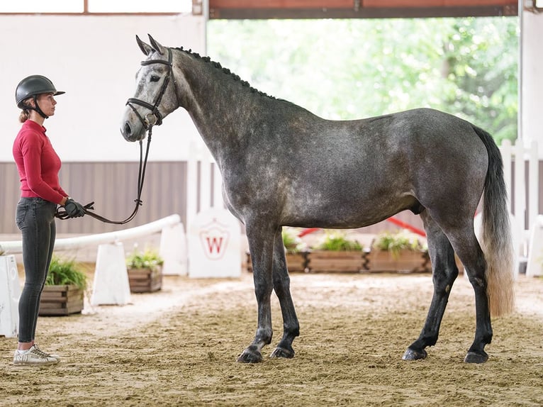 KWPN Gelding 5 years 16.2 hh Grey in Münster-Handorf