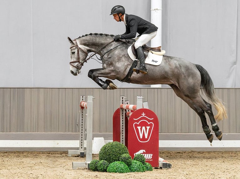 KWPN Gelding 5 years 16.2 hh Grey in Münster-Handorf