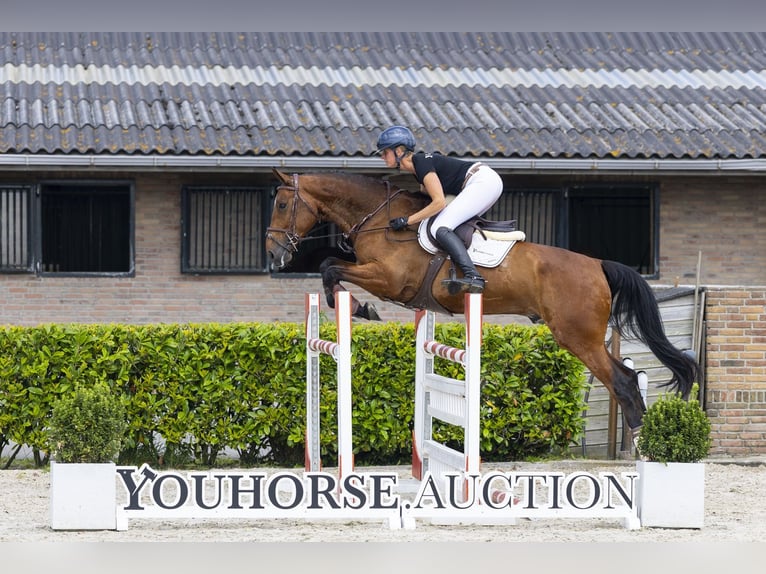 KWPN Gelding 5 years 16.2 hh Roan-Bay in Waddinxveen